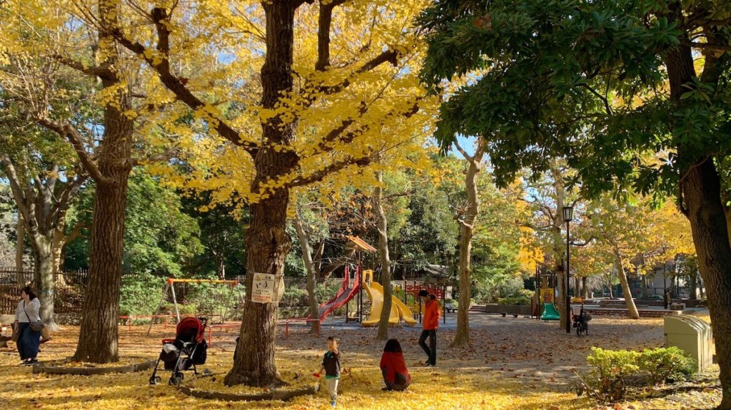 清澄公園の銀杏