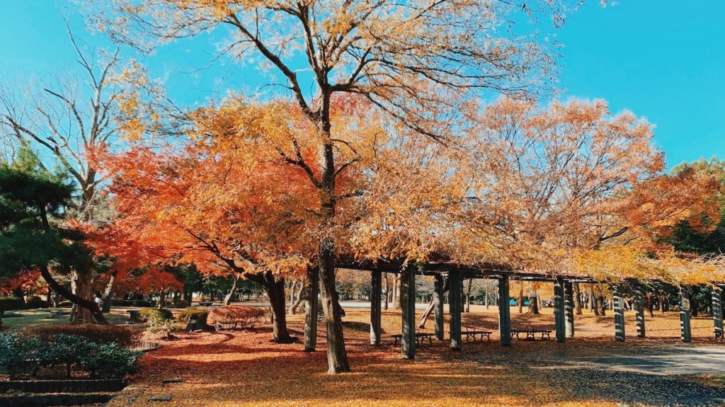 清澄公園の紅葉