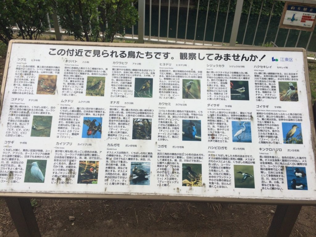 付近で見られる鳥の案内板