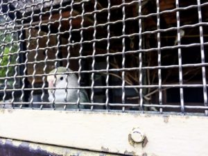 鳥小屋の中にいる小鳥