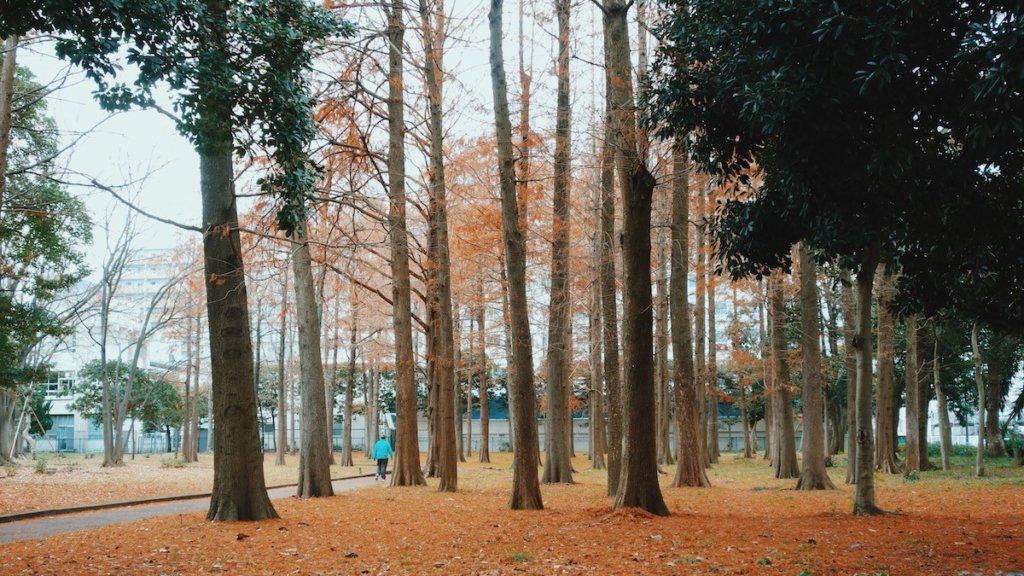 猿江恩賜公園落葉