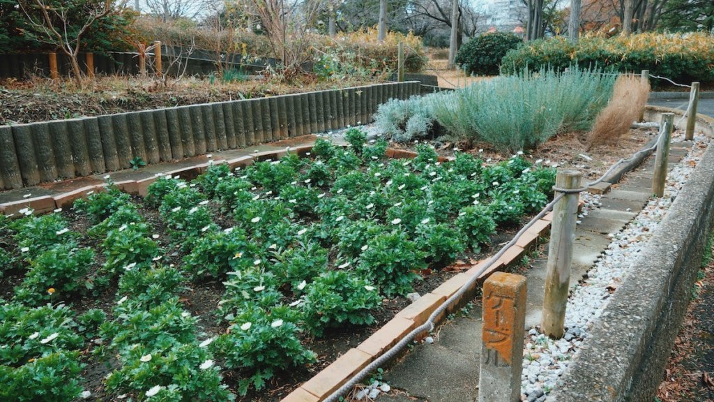 猿江恩賜公園の植物