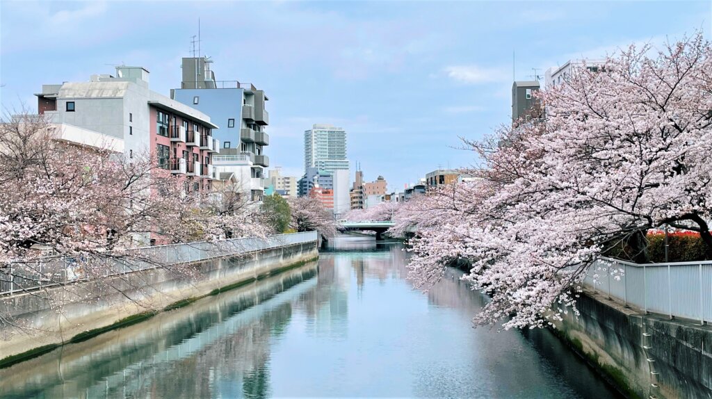 仙台堀川沿いの桜並木写真