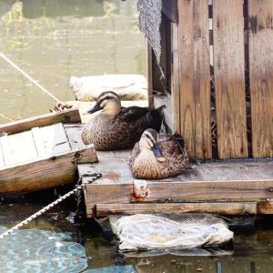 水面を見つめる2羽の鴨