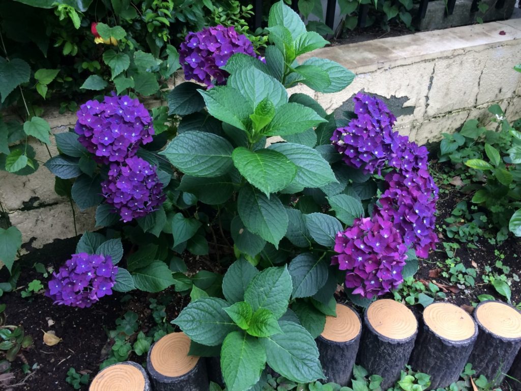 紫色のあじさい