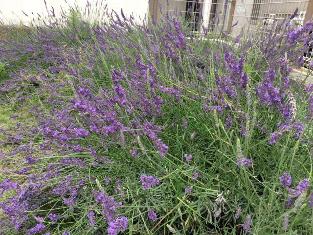 園内のラベンダー